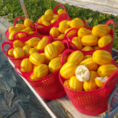 [첫수확]아삭달콤한 성주 꿀 참외 가정용고당도 [산지직송], 3kg, 1박스, 혼합랜덤과