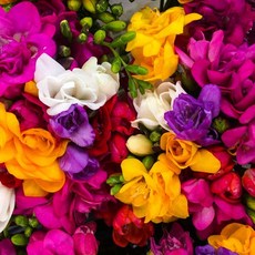 [가든조아] 프리지아 더블 구근 4종 혼합 색상, 5개