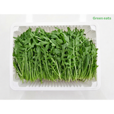와일드루꼴라 500g 1kg