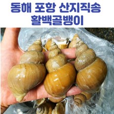 동해 포항 활백골뱅이 백고동, 1kg(소), 1개