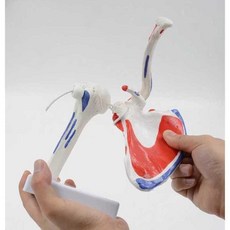 움직이는 인체 어깨 모형 병원용 근육 골격 교구, 1개