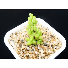 만다린글로보섬 동일품-260510 아프리카식물 멸종위기 희귀선인장 코덱스