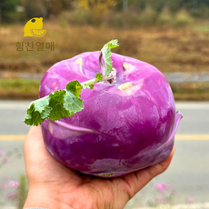 [산지직송] 제주 콜라비 고당도 특품, 1박스, 5kg