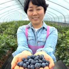 [산지직송] 고당도 블루베리, 1개, 블루베리 500g [18mm이상, 왕특]