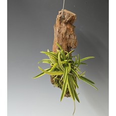 풍란 부악 목부작 행잉 식물, 1개