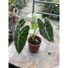 霏霏園藝 絨葉觀音蓮5吋盆 仿真植物 居家裝飾 辦公室盆栽, 800元, 1個