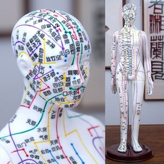 한의원 경혈 마네킹 모형 혈자리 교육용 전신 인체 장식 피규어, 화이트 여성 하드 가격 40CM 큰 글자