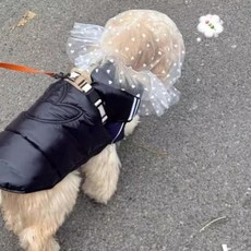 윤화마켓 강아지커버 양봉모자 해충방지 페이스, 화이트 신축성 2.5kg, 1개