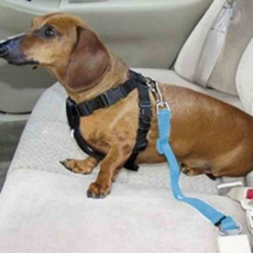 반려동물 안전 벨트 차량용 애견 용품 강아지 안전 벨트 목줄 이동용 하네스 고정 외출 장치 리드 가슴, 블루