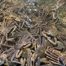 퐁수산 당일조업 영덕 구룡포 대게, 1개, 국산 정품 대게 1kg(2~3미)