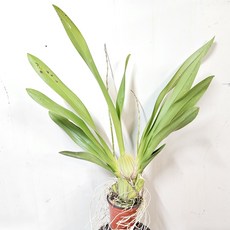 꽃향기가 좋은 ~스카이골드(엔시크리어), 1개