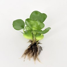 숯앤꽃 학교 실험용 저수지용 부레옥잠, 5개