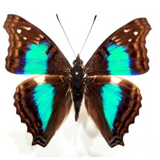 蟲新發現 蝴蝶標本A1 青藍帶蛺蝶 未展翅乾貨 DIY科學實驗材料, 1個