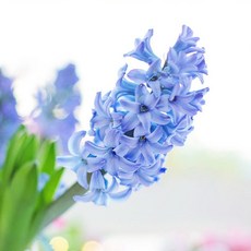 [LS 앱솔루트 오일] N12 히아신스 (Hyacinth) 10ml, 1개, 연한 노랑