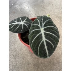 霏霏園藝 忍者觀音蓮小苗特價 3吋盆栽 限量20棵 觀葉植物