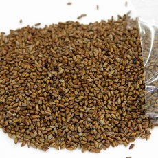 볶은결명자 3kg 인도산 결명자 대용량 초결명 볶은 결명자차 자연파 쪽빛누리, 1개, 1개입