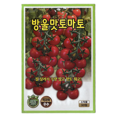 KS 방울맛 토마토 씨앗 50립 방울토마토 씨, 1개