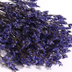 화연양화 프리저브드플라워 시네신스 시넨시스 4색 시들지않는생화, 04 벨벳퍼플