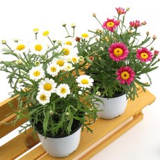 갑조네 목마가렛 색상랜덤 화분 식물 생화 인테리어 꽃, 1개