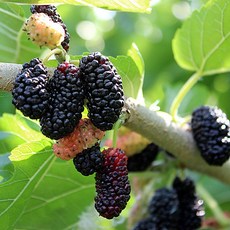 2025년산 햇오디 오디생과(급냉) 과상오디 5kg, 1개