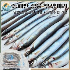 [출시 기념 특가] 생물 햇 양미리 (급냉)/ 강릉 산지 직송, 1개, 20미(1두릅)