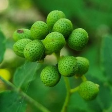 후니주니 자연이 키운 국내산 야생 생제피 열매, 1개, 500g