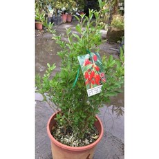 霏霏園藝 台灣枸杞盆栽, 1個