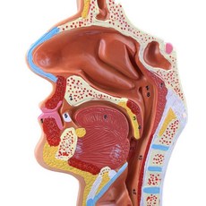 이비인후과 비강 모형 기관지 해부 교육 인체 기도, 1개, 비강 해부학 모델(식별된 17개 숫자)