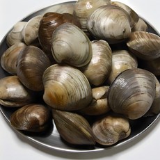 서해안 고창 직송 생물 동죽조개 바지락 백생합 모시조개, 백생합 2kg, 1개