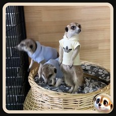 【XL-LX】春季寵物連帽衛衣 情侶款龍貓松鼠土撥鼠雪貂狐獴均碼可定制, 1個, 淺藍圓領,定制尺寸, 淺藍圓領