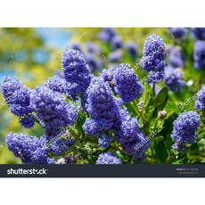 캘리포니아라일락 레펜스 P9포트묘 최상품묘목 정원수 라일락묘목 왜성 꽃보러가자, 1개, 푸른