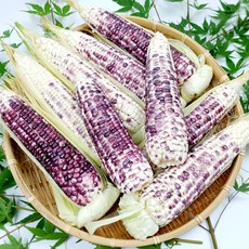 햇살농원 강원 정선 흑찰 옥수수 친환경 고냉지 재배, 10개, 햇살농원 정선 흑찰옥수수
