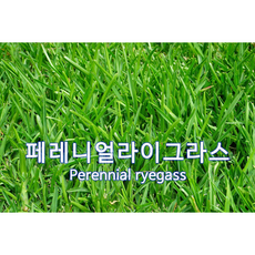 양잔디 씨앗 페레니얼라이그라스 3kg 법면녹화 경사면녹화씨앗 잔디씨, 1개