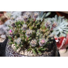 덴섬선인장 키우기 쉬운 다육식물 꽃이 예쁜 선인장 플랜테리어, 1개