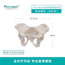 골반 모형 요추 실습 뼈 대퇴골 정형외과 학교 모델 인체모형, 움직이는 골반 모델 미니
