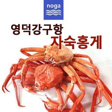 노가네 영덕 A급 프리미엄 자숙홍게3kg(8~12미내외수율80%), 단품, 단품