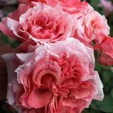 羅倫卡布爾7-8吋盆法國玫瑰，適合新手！愛抽芽，生長速度快，灌木，強健強壯, 1個