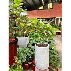 霏霏園藝 海葡萄盆栽一棵特價含運專車送到家, 1個