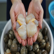 [거제산지직송] 한입 가득 신선한 자연산 키조개관자 급냉, 1박스, 넉넉한 키조개관자 1kg