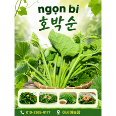 아시아 호박순500g/Ngon bi/ 아시아 농장 송소희/아이스박스 포장, 1개