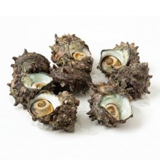 [창고 보관 NO 오늘 건져 올린] 국내산 뿔소라 제철 별미, 1개, 남해안 뿔소라 1kg