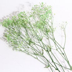 화연양화 프리저브드플라워 안개꽃 8색 시들지않는생화 디퓨저꽃, 05 그린