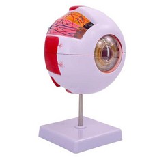 안구모형 인체 눈 해부학 안과 교육용 탈착식 확대모형, 1개, 3배 확대