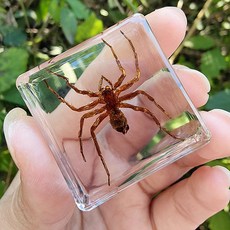 곤충표본 상자 액자 교육용 곤충 박제 박스 표본상자, 짙은 보라색 물 타란툴라 80