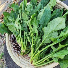 국내산 남해 보물초 해풍 시금치 2kg, 1개