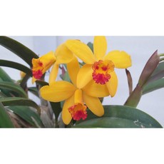 [신라난농원]카틀레야.엘로우돌.화려한노랑색.인기상품.꽃화형이 작은편.아주예뻐요.고급종.향기좋음.인기.재입고.필독뒷사진참고, 1개