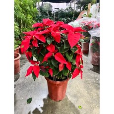 霏霏園藝 聖誕紅 (1尺寸), 1個