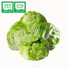 친환경 샐러드 브런치 유기 신선한 양상추(통) 무농약이상