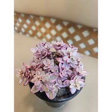 팅커벨 볼켄시금, 1개