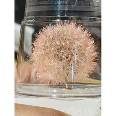 Mumu 永生花蒲公英 純白彩色巨型不凋花 碎冰藍絲絨粉裝飾擺件, 絲絨粉蒲公英單朵